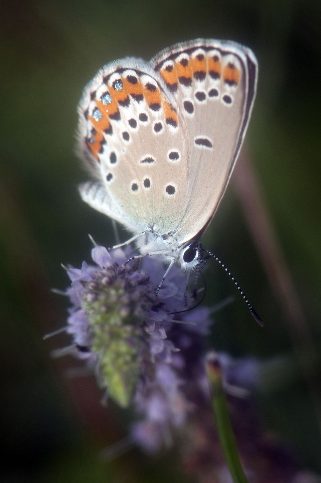 Plebejus (Plebeius) argyrognomon ?